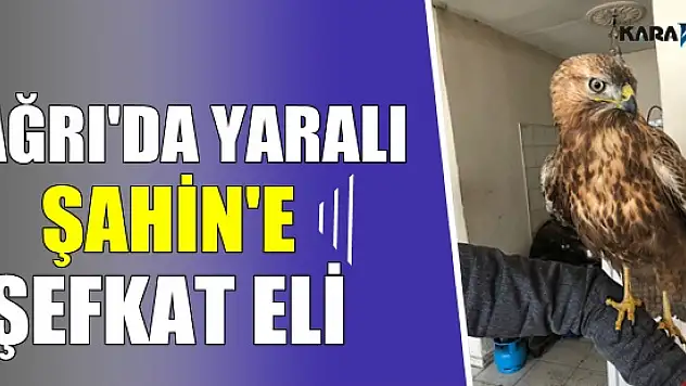 Ağrı'da yaralı şahin bulundu