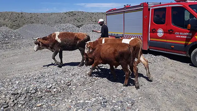 Ağrı'da çamura saplanan inekleri itfaiye kurtardı