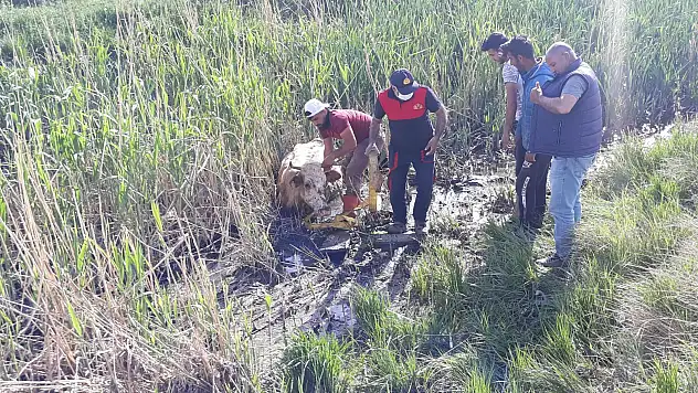 Ağrı'da çamura saplanan inek kurtarıldı