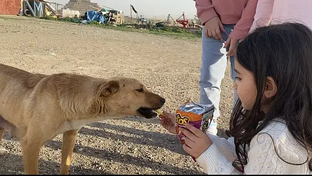 Cips yiyen köpekten sevimli hareketler