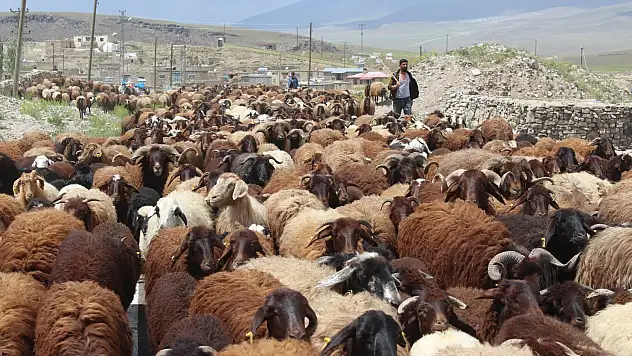 Iğdırlı besicilerin Ağrı yaylalarına yolculuğu başladı