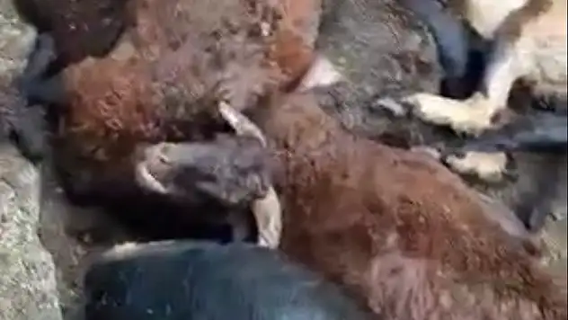 Aç kalan köpekler koyunları yedi