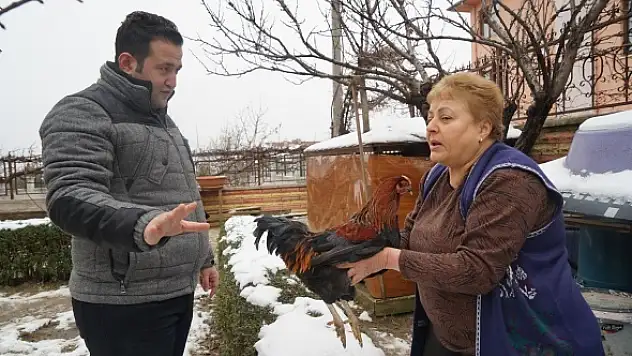 Tavuk horoza dönüştü