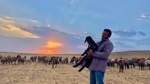 Annesiz kalan kuzunun annesi sandığı sahibiyle bağı duygulandırıyor