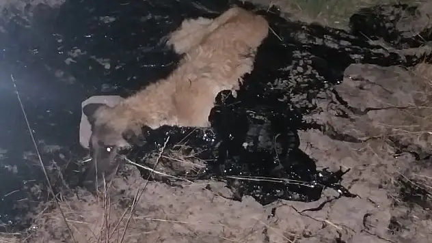 Ağrı'da Zift birikintisine düşen köpeği itfaiye ekibi kurtardı