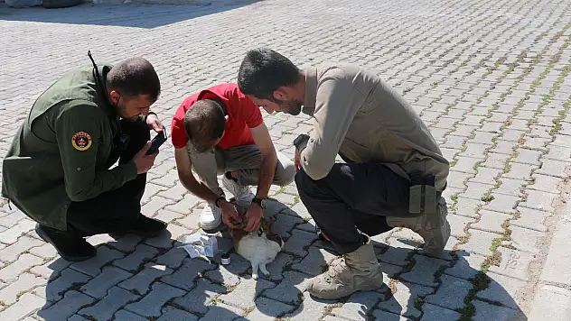 Diyadin'de bulunan yaralı tavşan tedavi altına alındı