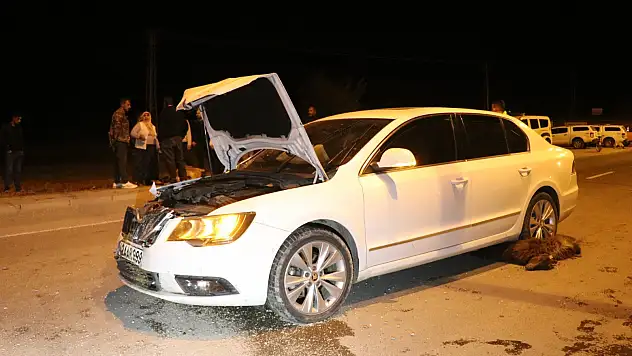 Ağrı'da otomobil sürüye çarptı, 6 keçi telef oldu