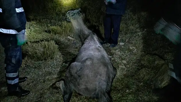 Ağrı'da dere yatağında mahsur kalan atı itfaiye kurtardı