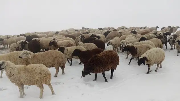 Ağrı'da yaylalarda kar kalınlığı 5 santimi geçti