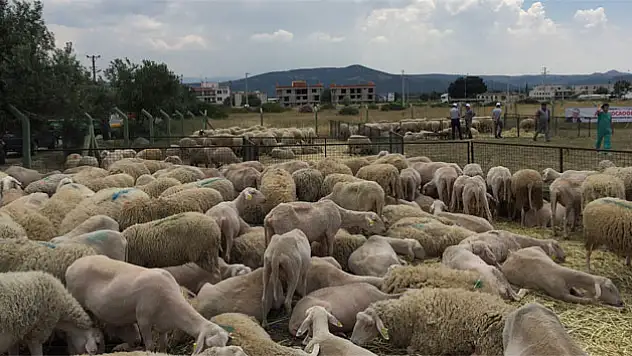 Genç çiftçi başvurusu ne zaman başlıyor