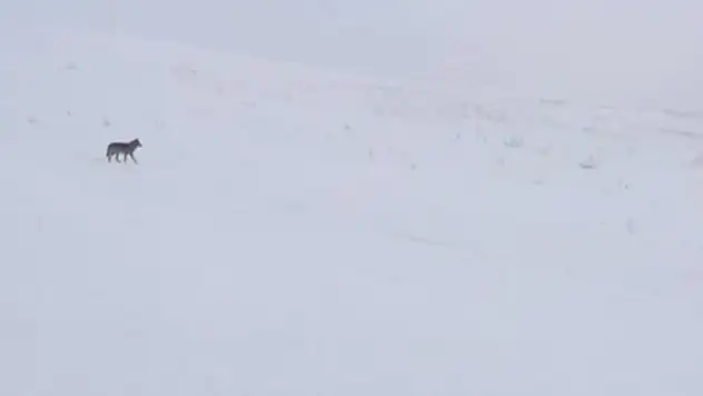 Ağrı'da aç kalan kurtlar yerleşim yerlerine indi