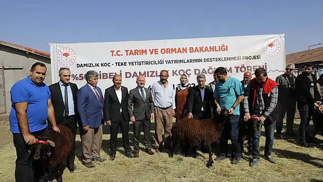 Ağrı'da 179 damızlık koç sahibine teslim edildi
