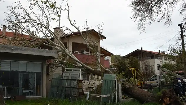 Asırlık ağaç yerinden söküldü