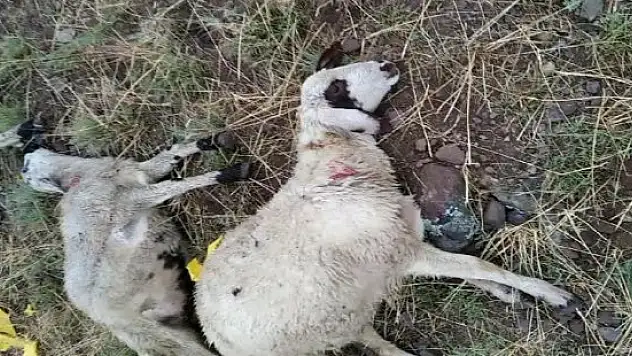 Ağrı'da yıldırım düşmesi sonucu bir çoban yaralandı, 30 koyun telef oldu