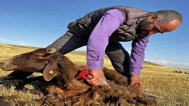 Ağrı'da koyun kırkma mesaisi başladı