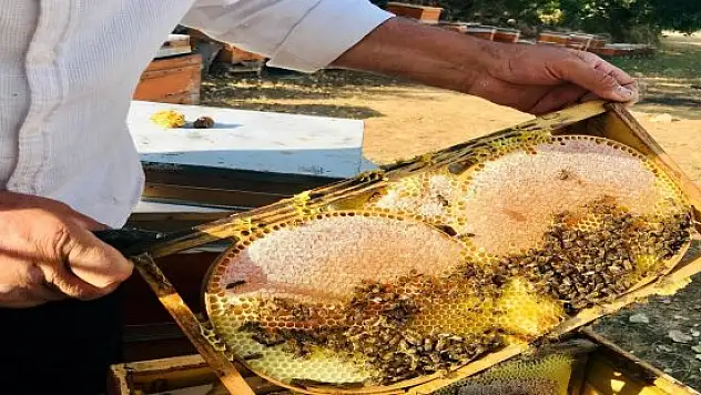 Merakla başladığı arıcılıkta, 70 kovandan binlerce kilo