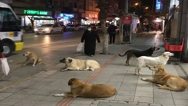Türkiye'de 21 ayda sokak köpeklerinin saldırdığı 92 kişi hayatını kaybetti