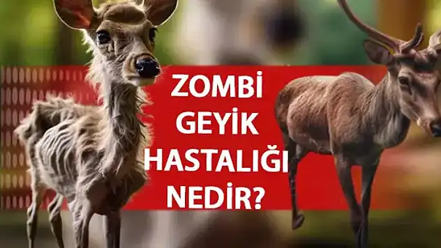 Zombi geyik hastalığı nedir, belirtileri nelerdir, nasıl bulaşır, insana geçer mi?