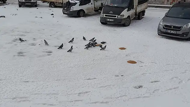 Vicdanlı Ağrı halkı sokak hayvanlarını unutmuyor