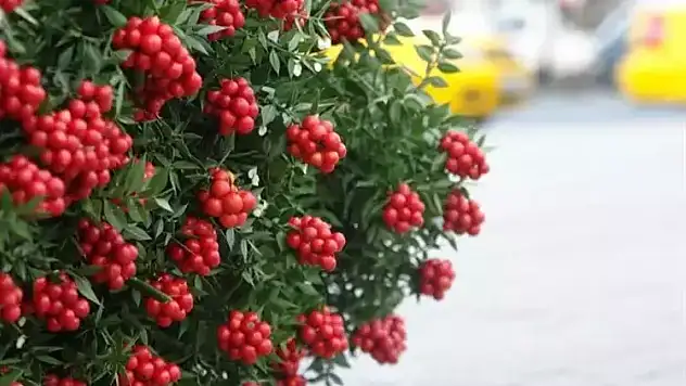 Kokina Çiçeği Nedir?