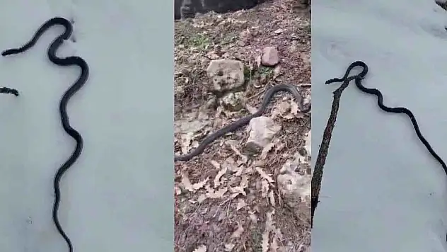 Kışın Yılanlar Neden Çıkar?