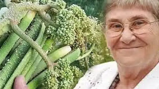 Canan Karatay'ın yeni favorisi bakın nedir? Uçkun-Işkın otu nedir? Canan Karatay Uçkun ile ne yapıyor?