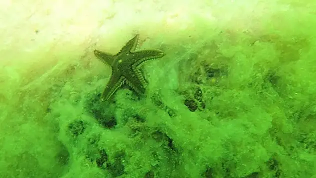 Uzmanlar Uyardı: Marmara'da Kirlilik Arttı!