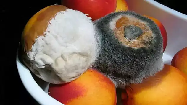 Küflenmiş tüm yiyecekler zararlı mıdır?