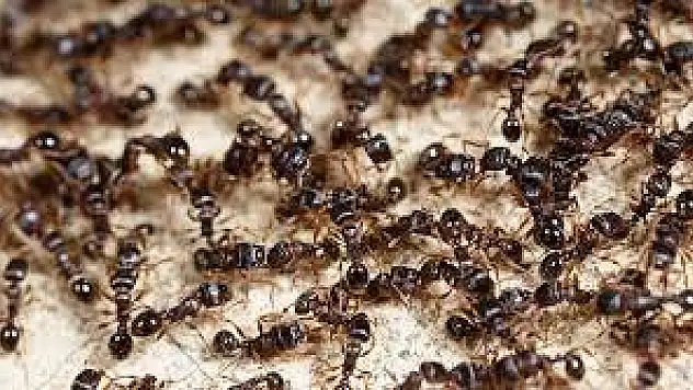 Rüyada bir sürü karınca görmek ne anlama gelir? Rüyada karınca görmenin tabiri nedir?