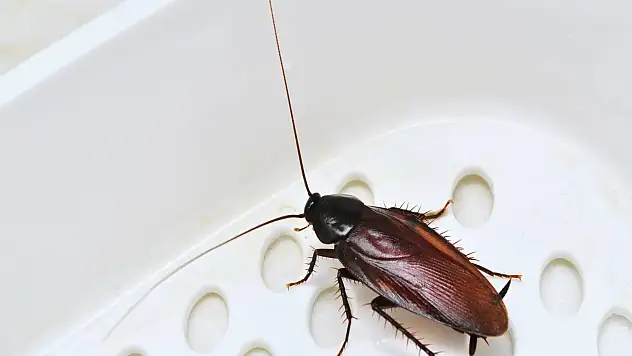 Rüyada hamam böceği görmek ne anlama gelir?