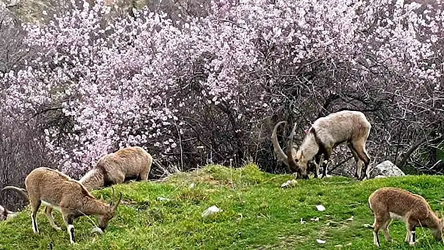 Pülümür'de Kış, Pertek'te bahar! İkisi de Tunceli