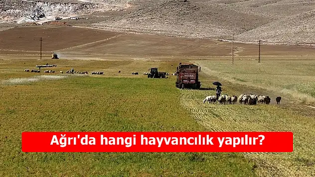 Ağrı'da hangi hayvancılık yapılır? Doğanın sunduğu zenginlik