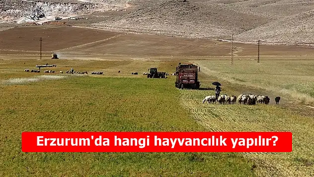 Erzurum'da hangi hayvancılık yapılır? Doğanın sunduğu zenginlik