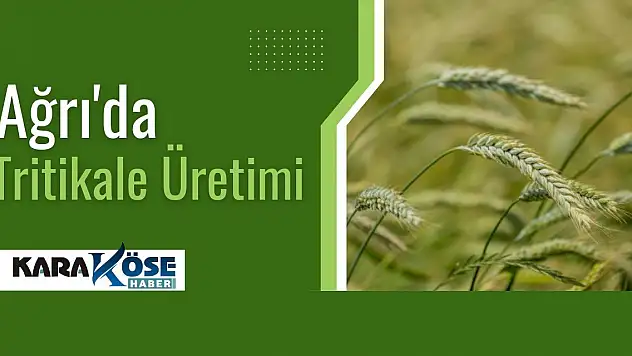 Ağrı'da Tritikale Üretimi Kazandırdı