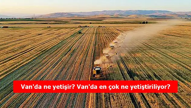 Van'da ne yetişir? Van'da en çok ne yetiştiriliyor?