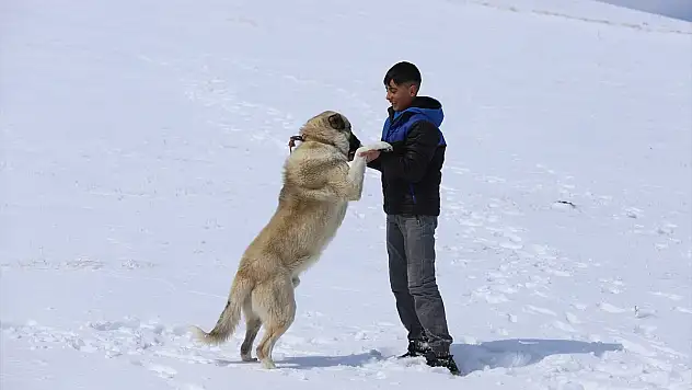 Karla kaplanan Erzurum, Ardahan, Kars ve Ağrı'da soğuk hava etkili
