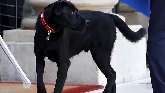 Rüyada siyah köpek görmek ne anlama gelir?