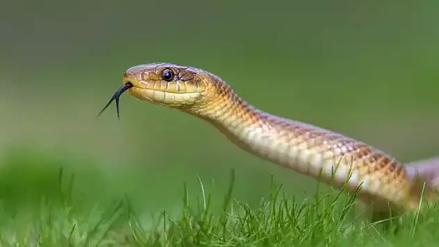 Rüyada yılan öldürmek ne anlama gelir?