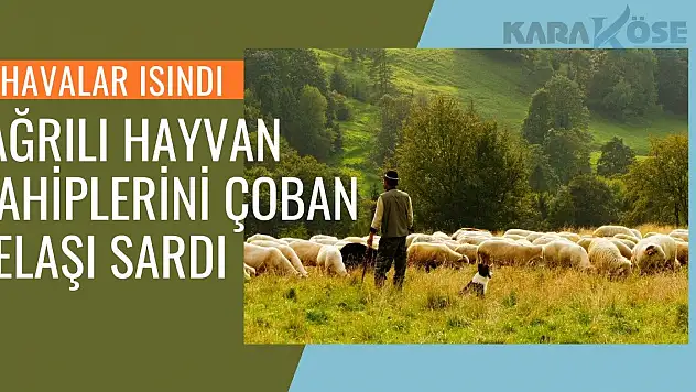 Havalar Isındı: Ağrılı Hayvan Sahiplerini Çoban Telaşı Sardı