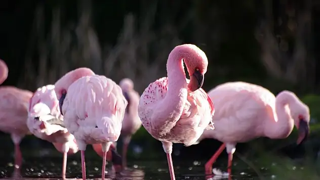 Flamingolar Neden Pembe, Sebebi Nedir?