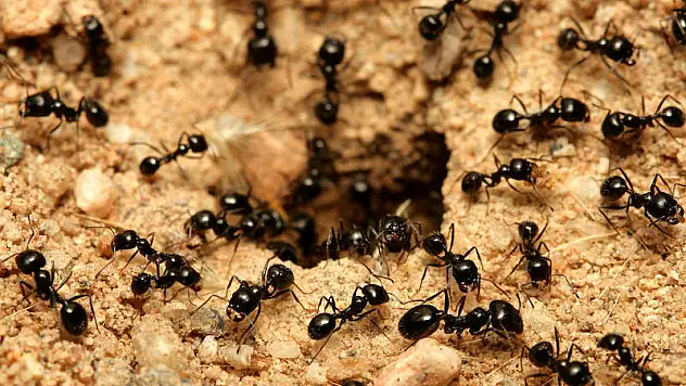 Rüyada tuvalette karıncalar görmek ne anlama gelir?