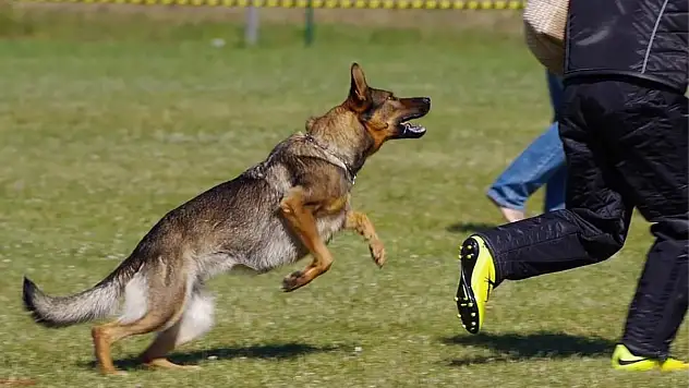Rüyada köpek kovalaması ne anlama gelir?