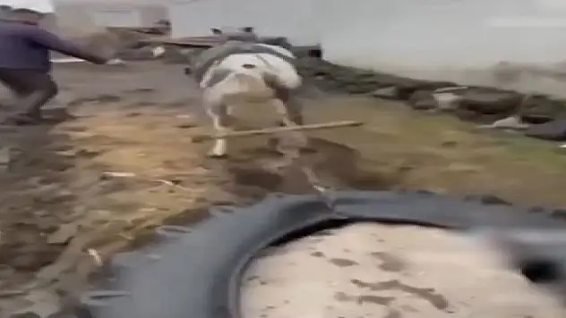 Ardahan'da bir ata eziyet eden şahıslara  14 bin lira ceza