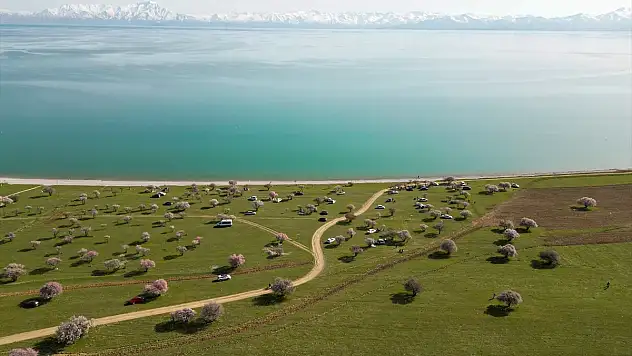 Van Gölü'nde ağaçlar çiçek açtı