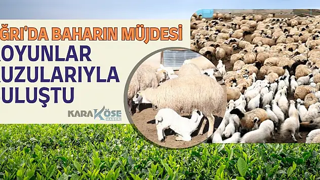 Ağrı'da Baharın Müjdesi: Koyunlar Kuzularıyla Buluştu