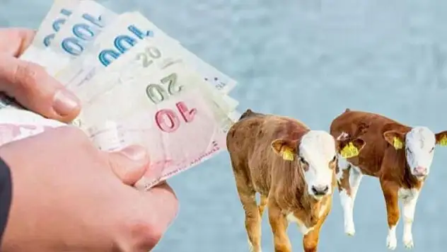 Ağrı'da Buzağı Desteği Ödemeleri! İşte Son Gelişmeler ve Başvuru Tarihleri!