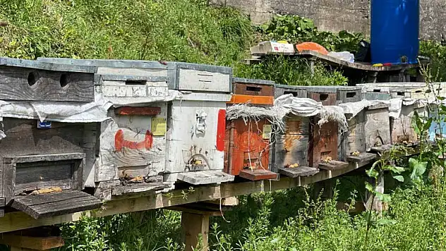 Anzer balı üretimi yapan arıcılar yeni sezondan ümitli
