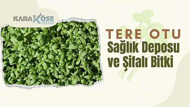 Tere Otu: Sağlık Deposu ve Şifalı Bitki