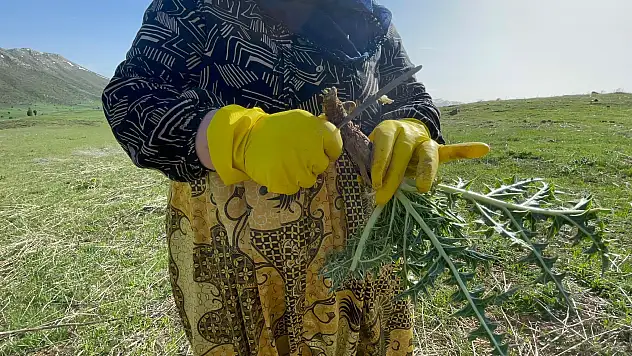 'Kenger otu' mesaisi başladı