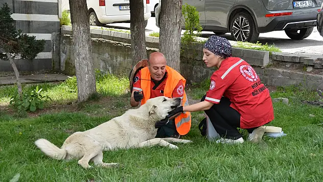 Tatvan'da sahipsiz hayvanlar aşılanıyor